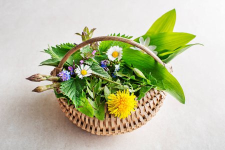 Photo for Spring basket background with flowers, herbs and plants. Wild garlic, nettle, dandelion and other medicinal herbs and wild edible plants growing in early spring. - Royalty Free Image