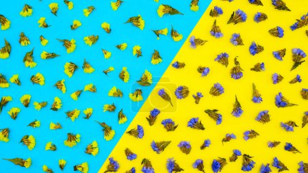 Téléchargez les photos : Fleurs sauvages sur fond bleu jaune vue rapprochée du dessus avec espace vide pour insérer du texte - en image libre de droit