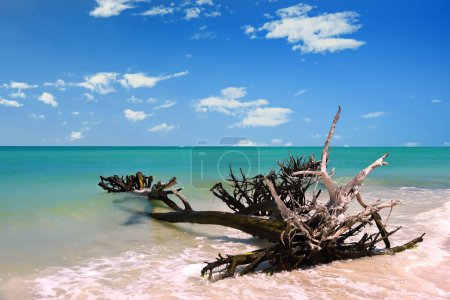 Foto de Hermosa madera a la deriva resistida en la playa de cerveza Can Island Longboat Key Florida - Imagen libre de derechos