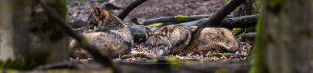 loups dans la forêt panorama