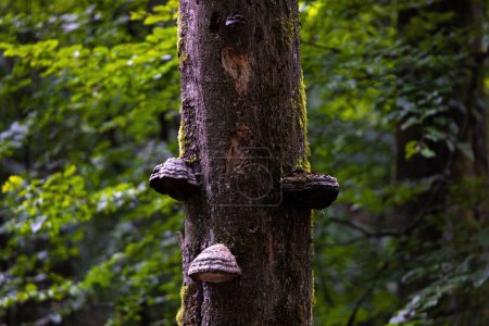 some tree mushrooms on a tree in the forest