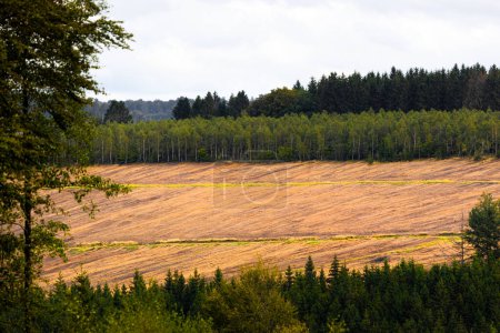a cleared forest in the countryside