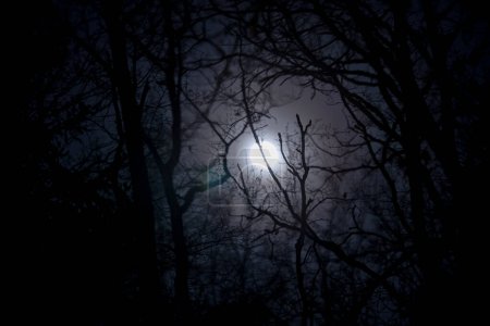 a winter forest moon background