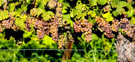 ripe grapes in a vineyard panorama