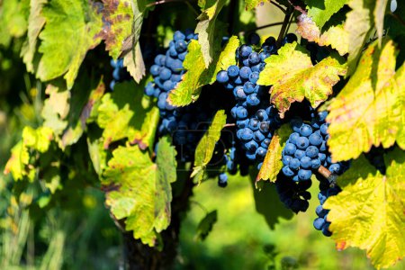 ripe blue grapes in a vineyard
