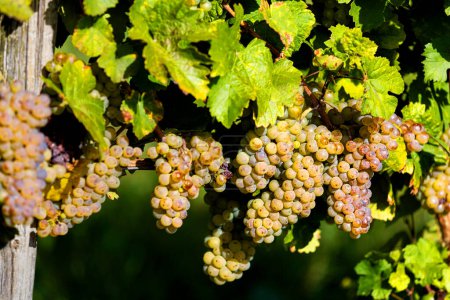 ripe grapes in a vineyard