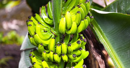 fresh green bananas on the bush