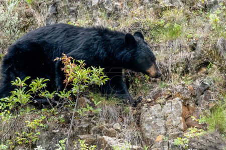 Téléchargez les photos : Ours noir marchant le long d'une colline. - en image libre de droit