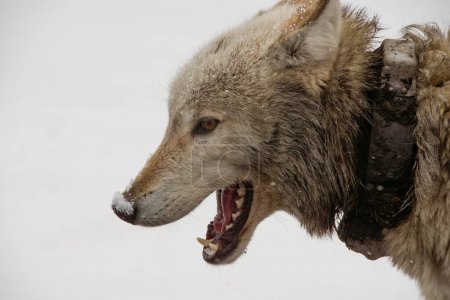 Foto de Perfil de un lobo en la nieve. - Imagen libre de derechos