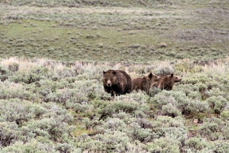 Foto de Una madre oso pardo y sus dos cachorros en el Valle del Lamar, Parque Nacional Yellowstone. - Imagen libre de derechos