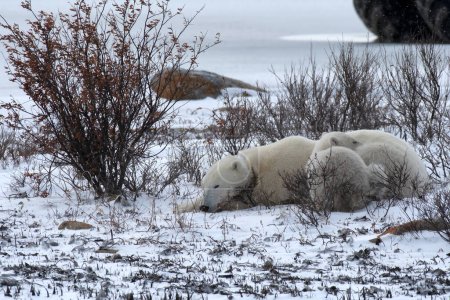 Foto de Madre oso polar y cachorro tomando una siesta. - Imagen libre de derechos
