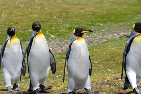 Foto de Cuatro pingüinos rey a dar un paseo. - Imagen libre de derechos