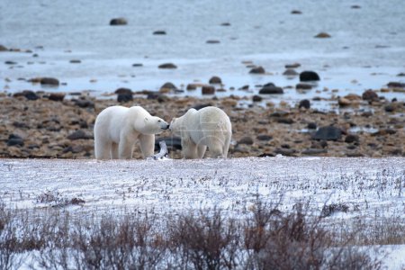 Foto de Dos osos polares cerca de Churchill, Canadá. - Imagen libre de derechos