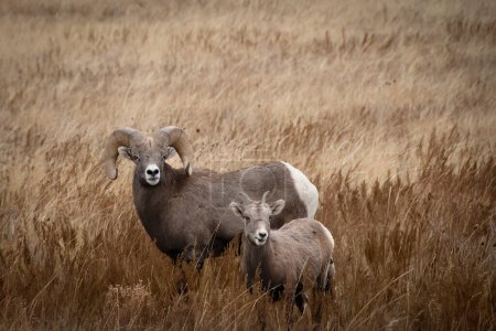 Foto de Ram and Ewe en el Parque Nacional Theodore Roosevelt, Dakota del Norte. - Imagen libre de derechos