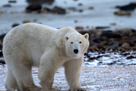 Foto de Oso polar caminando cerca de Churchill, Canadá. - Imagen libre de derechos