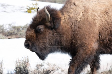 Foto de Perfil de un bisonte en el Parque Nacional de Yellowstone. - Imagen libre de derechos