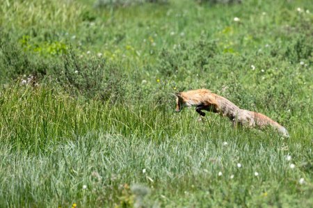 Foto de Un zorro rojo saltando en el almuerzo. - Imagen libre de derechos