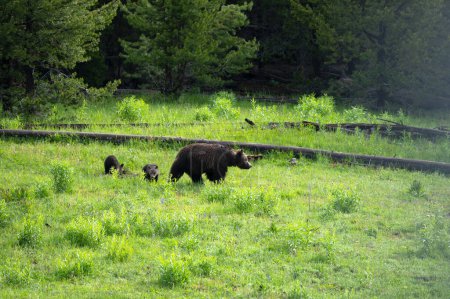 Foto de Madre oso y dos cachorros caminando en un prado en el Parque Nacional Yellowstone. - Imagen libre de derechos