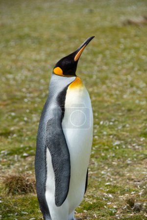 Foto de Perfil de un pingüino rey en las Islas Malvinas. - Imagen libre de derechos