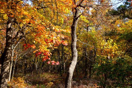 Foto de Árbol de roble girando colores en el otoño. - Imagen libre de derechos