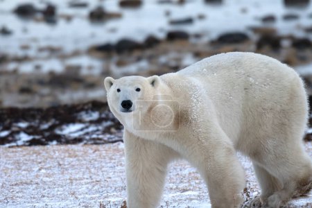 Foto de Un gran oso polar cerca de Churchill, Canadá. - Imagen libre de derechos