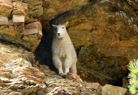Foto de Cabra de montaña en una cueva en Spearfish Canyon, Dakota del Norte. - Imagen libre de derechos