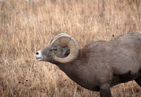 Foto de Perfil de una oveja de cuerno grande en el Parque Nacional Theodore Roosevelt, Dakota del Norte. - Imagen libre de derechos