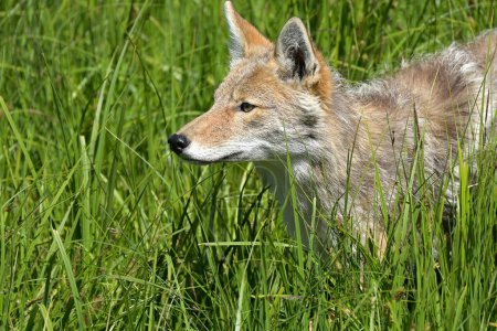 Foto de Retrato de un coyote en hierba verde alta. - Imagen libre de derechos