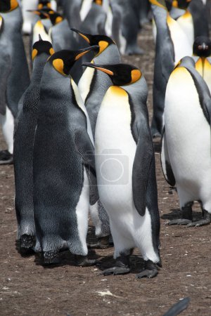 Foto de Colonia de pingüinos en Volunteer Point en las Islas Malvinas. - Imagen libre de derechos