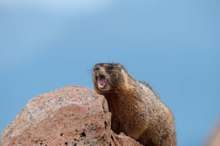 Marmot on a rock, screaming, on the Beartooth Highway near Red Lodge, Montana.
