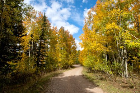 Foto de Camino de tierra cerca de Bear Lake, Utah, en el otoño, con árboles de álamo cambiando de color. - Imagen libre de derechos