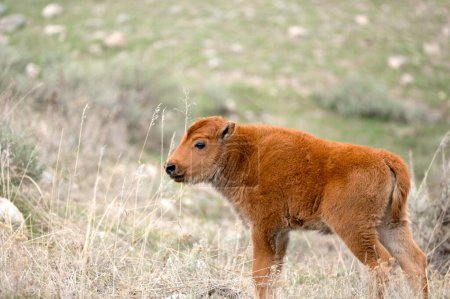 Foto de Un bisonte joven, también conocido como Perro Rojo, en un campo en el Parque Nacional Yellowstone. - Imagen libre de derechos