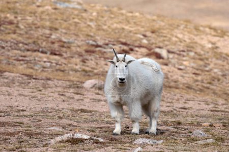 Foto de Retrato de una cabra de montaña en la autopista Beartooth. - Imagen libre de derechos