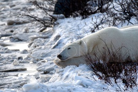 Foto de Oso Polar tomando una siesta cerca de Churchill, Canadá. - Imagen libre de derechos