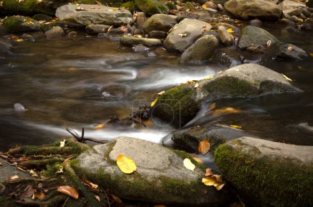 Cours d'eau lent avec feuilles automnales dans le parc national des Grandes-Montagnes-Smoky.