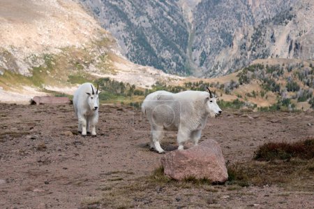 Two mountain goats on a hillside near the Beartooth Highway in Montana.