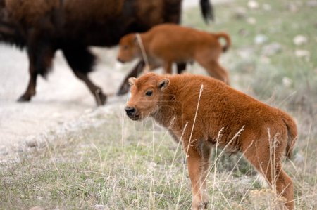 Foto de Los terneros bisontes a menudo se conocen como "perros rojos" debido a su obvio color rojizo después del nacimiento, y durante los próximos meses. Por lo general comienzan a perder el color a favor de una apariencia más oscura por la caída. - Imagen libre de derechos