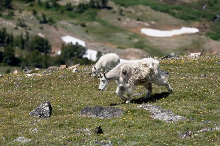 Mountain goat mother and kid in the tundra with blooming wildflowers on the Bear Tooth Highway northeast of Yellowstone National Park.