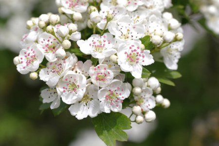Branch with florescence and Leaves of the Hawthorn (Crataegus))