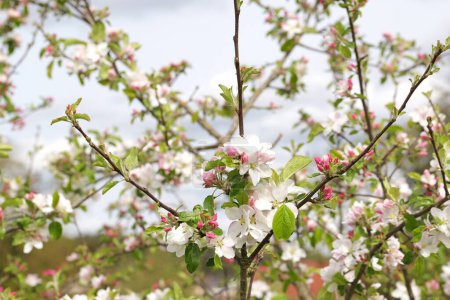 Branches of blooming Crab Apple Trees with fresh Blooms and Foliage