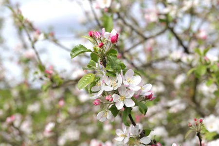 Blühender Krebs-Apfelbaum mit geschlossenen und geöffneten Blüten