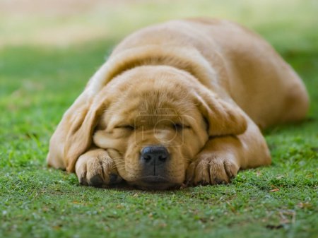 Foto de Golden labrador perro durmiendo - Imagen libre de derechos