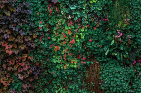 Mur de lierre vert et fleur dans le jardin. Fond naturel. Belles feuilles vertes sur le mur dans le jardin, photo de la réserve