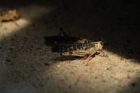 Grasshopper sitting on the sand in the morning sunGrasshopper on the sand in the sun. Macro.