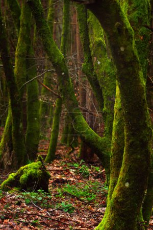 Árboles musgosos en el bosque. Profundidad superficial del campo.Troncos de árboles musgosos verdes en el bosque en temporada de otoño.