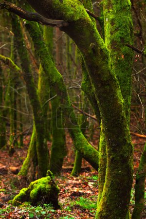 Mossy trees in the forest. Shallow depth of field.Green mossy tree trunks in the forest in autumn season.