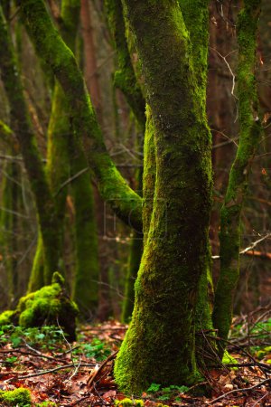 Mossy trees in the forest. Shallow depth of field.Green mossy tree trunks in the forest in autumn season.