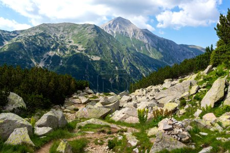 Photo for Amazing Summer view of Pirin Mountain near Banderitsa River, Bulgaria - Royalty Free Image