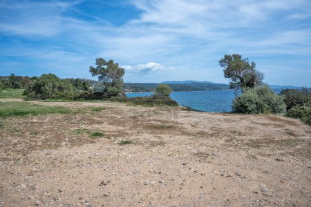 Oliveraies à Sithonia littoral près de Kastri Beach, Chalcidique, Macédoine centrale, Grèce