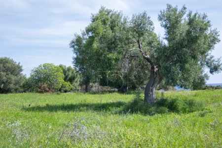 Olive groves at Sithonia coastline near Kastri Beach, Chalkidiki, Central Macedonia, Greece